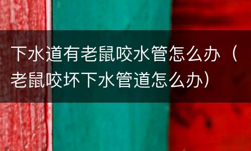 下水道有老鼠咬水管怎么办（老鼠咬坏下水管道怎么办）
