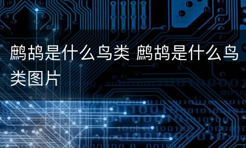 鹧鸪是什么鸟类 鹧鸪是什么鸟类图片