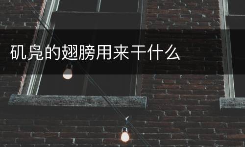 矶凫的翅膀用来干什么
