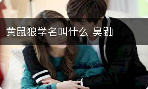 黄鼠狼学名叫什么 臭鼬
