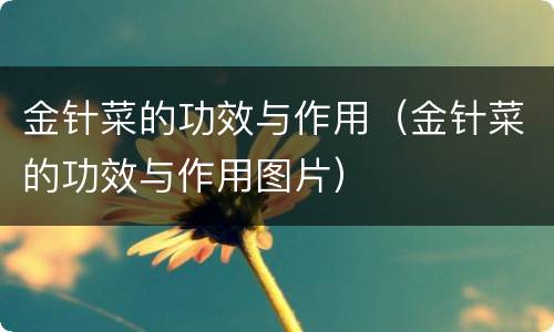金针菜的功效与作用（金针菜的功效与作用图片）