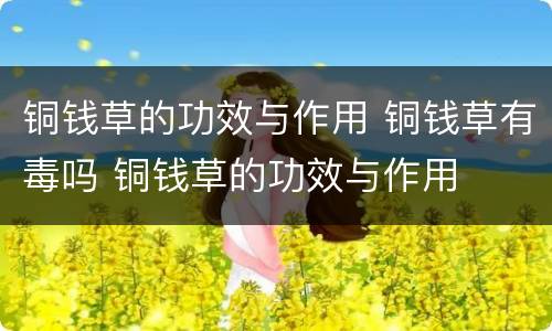 铜钱草的功效与作用 铜钱草有毒吗 铜钱草的功效与作用