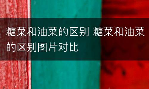 糖菜和油菜的区别 糖菜和油菜的区别图片对比