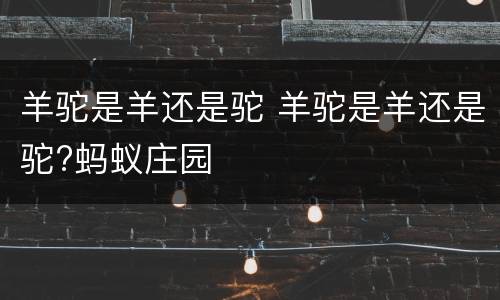 羊驼是羊还是驼 羊驼是羊还是驼?蚂蚁庄园