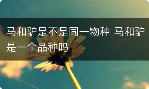 马和驴是不是同一物种 马和驴是一个品种吗