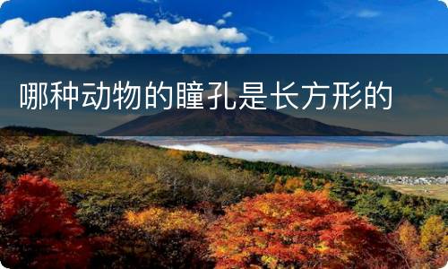 哪种动物的瞳孔是长方形的