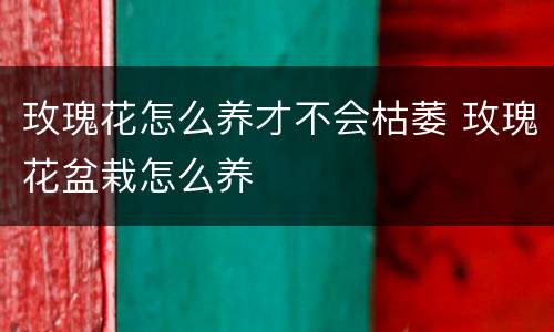玫瑰花怎么养才不会枯萎 玫瑰花盆栽怎么养