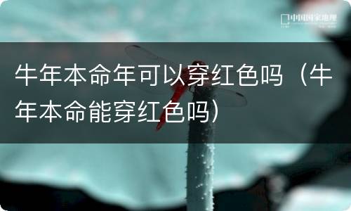 牛年本命年可以穿红色吗（牛年本命能穿红色吗）