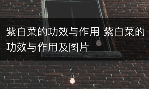 紫白菜的功效与作用 紫白菜的功效与作用及图片