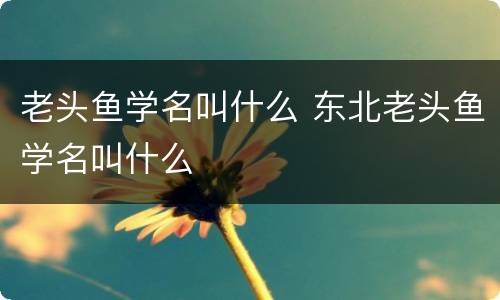 老头鱼学名叫什么 东北老头鱼学名叫什么