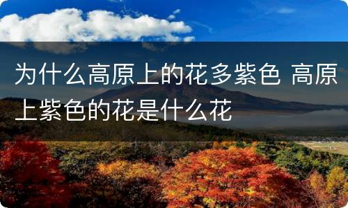 为什么高原上的花多紫色 高原上紫色的花是什么花